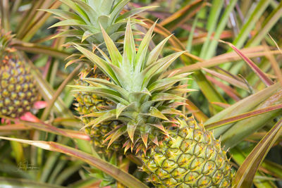 Close-up of fresh green plant