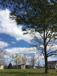 Trees on grassy field against cloudy sky