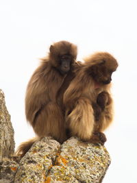 Closeup portrait of two gelada monkey theropithecus gelada cuddling together, ethiopia.