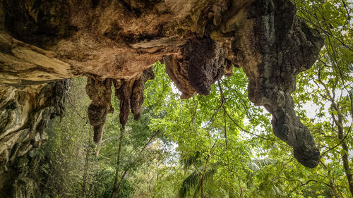 Low angle view of trees in forest