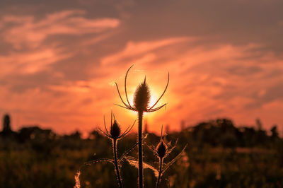 Close-up of silhouette plant on field against sky during sunset