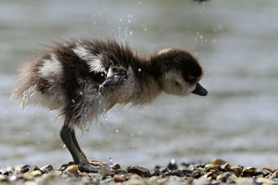 Close-up of bird in water