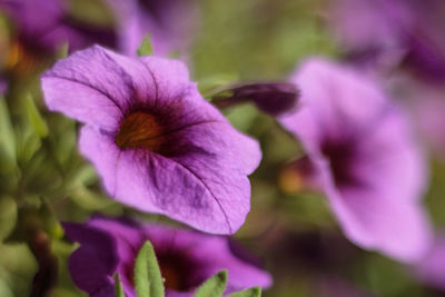 Close-up of purple flower blooming outdoors