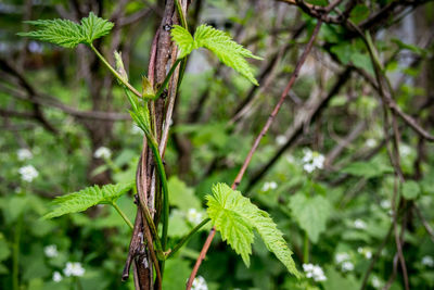 Close-up of fresh green plant