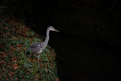 View of a bird perching on a land