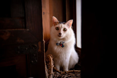 Close-up of a cat looking away