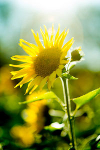 Close-up of yellow flowering plant on field