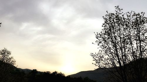 Low angle view of silhouette tree against sky