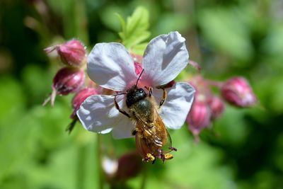 Close-up of bee pollinating on flower