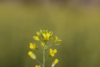Close-up of yellow flowering plant