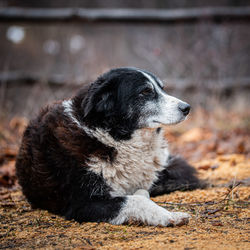 Close-up of dog