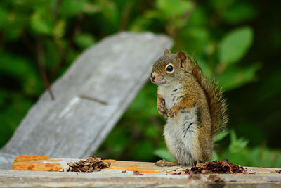 Close-up of squirrel on wood
