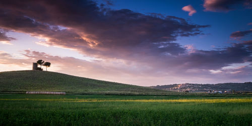 Scenic view of agricultural field against sky during sunset