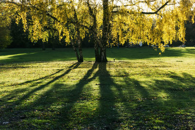 View of trees on landscape