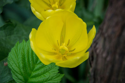 Close-up of yellow flowering plant