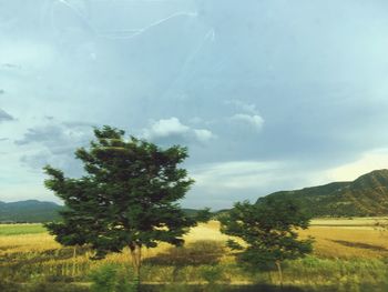 Trees on field against sky