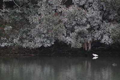 Reflection of trees in lake