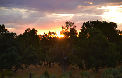 Silhouette trees against sky during sunset