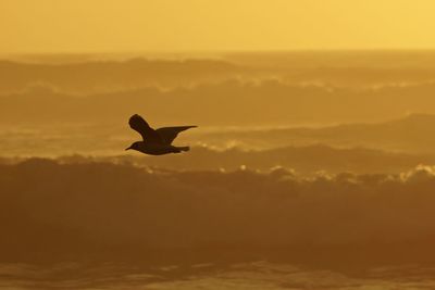 Silhouette bird flying over sea against sky