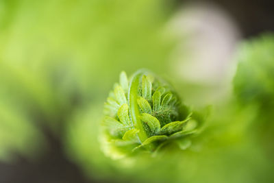 Close-up of fern growing on land