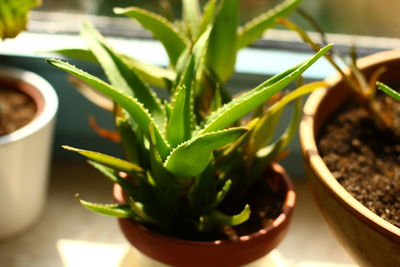 Close-up of potted plant