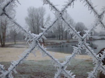 Close-up of frozen tree