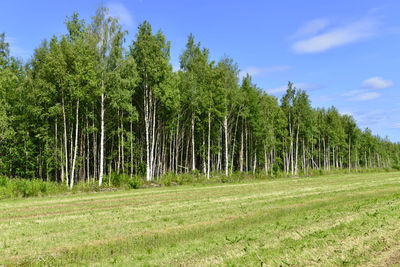 Trees on field against sky