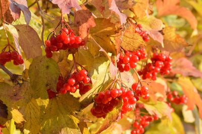 Close-up of red berries growing on tree