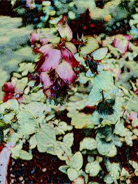 Close-up of flowers growing on tree