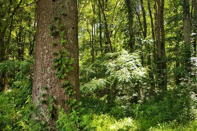 Trees in forest