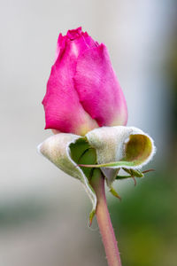 Close-up of rose bouquet