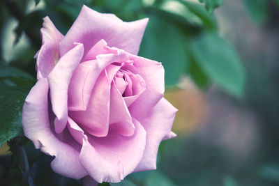 Close-up of pink rose