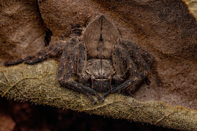 Close-up of spider