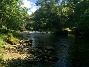 River amidst trees in forest against sky