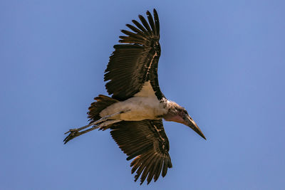 Low angle view of eagle flying against clear blue sky