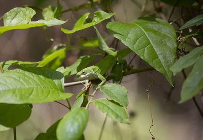 Close-up of green leaves on plant