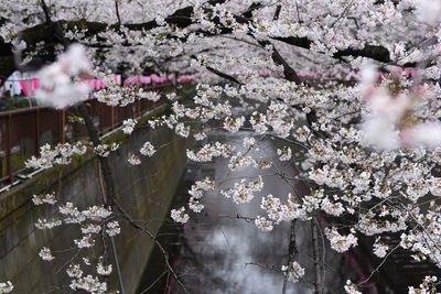 Close-up of pink cherry blossoms in spring