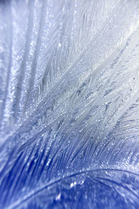 Full frame shot of snow covered feathers
