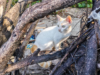 Portrait of a cat on branch
