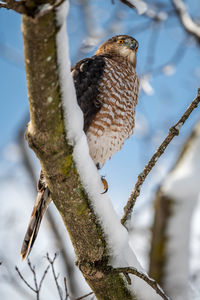 Close-up of bird perching on branch