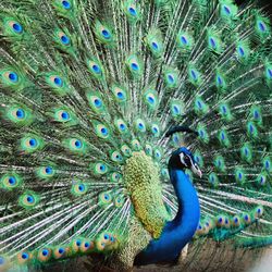 Close up of peacock