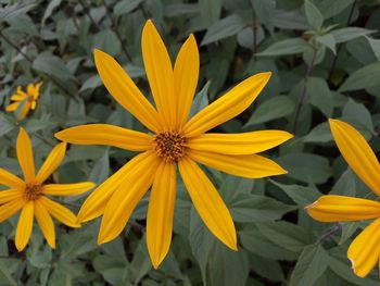 Close-up of yellow flowering plant
