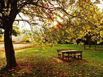 Trees in park