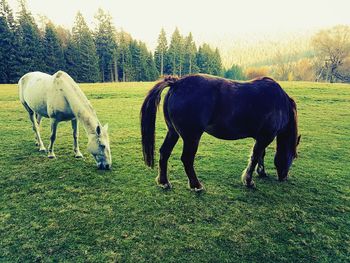 Horses grazing on field against sky