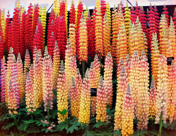 Close-up of multi colored flowers hanging at market stall