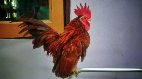 Close-up of rooster