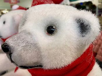 Close-up portrait of white horse