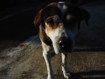 Close-up high angle portrait of dog