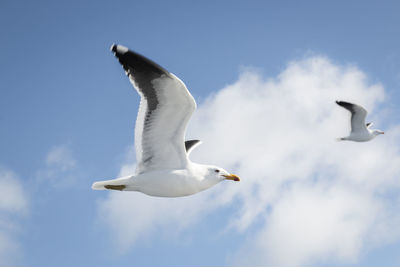 Low angle view of seagull flying against sky