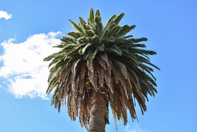 Low angle view of palm tree against blue sky